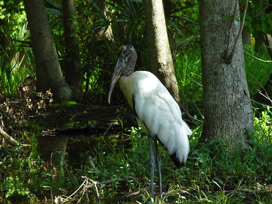 Wood Stork Photograph by Carl Moore