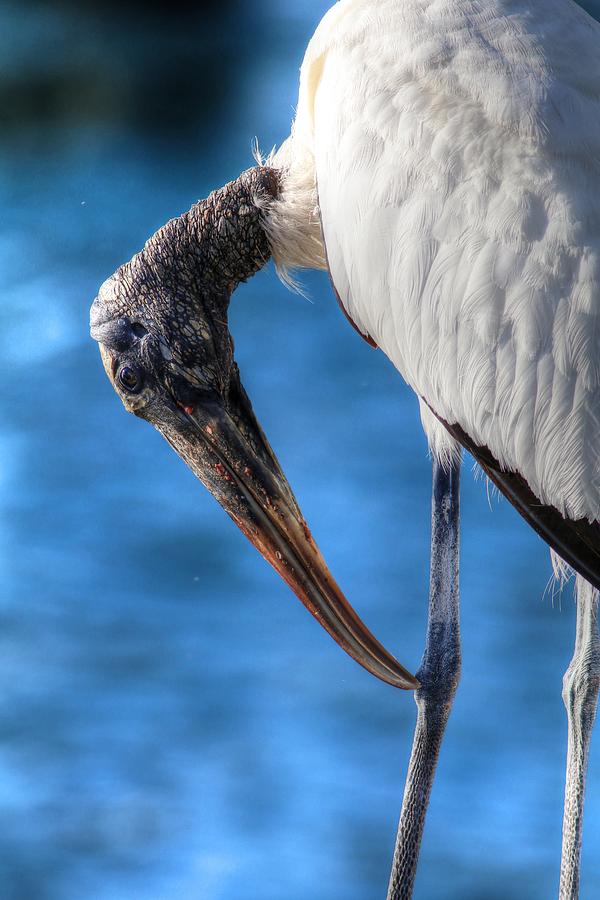 Wood Stork Photograph by Carol Montoya