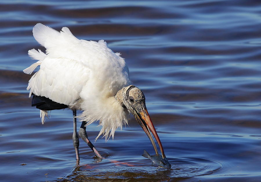 Wood Stork Catching Fish Photograph by Bruce J Robinson