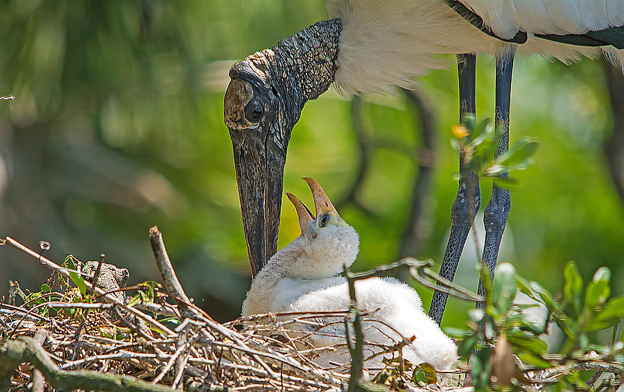 Wood Stork Chick and Mom Photograph by Kenneth Albin