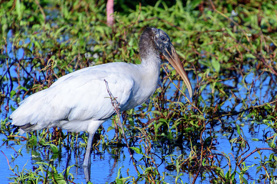 Wood Stork Circle B Photograph By Michael Mcdonald - Fine Art America