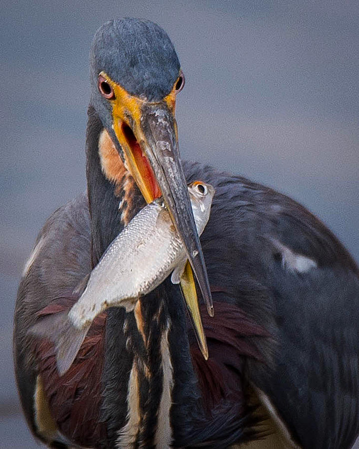 Tri Color Heron Finds Dinner Photograph by Joe Granita