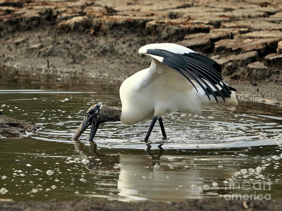 Wood Stork Photograph - Wood Stork Fishing by Al Powell Photography USA