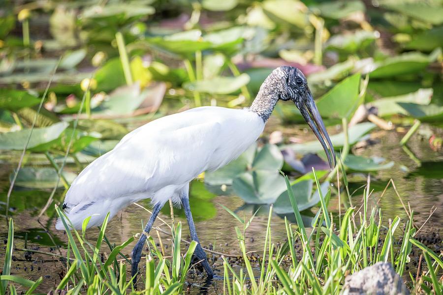 Wood Stork fishing Photograph by Framing Places