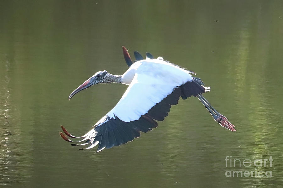Wood Stork Flying Over Green Pond Photograph