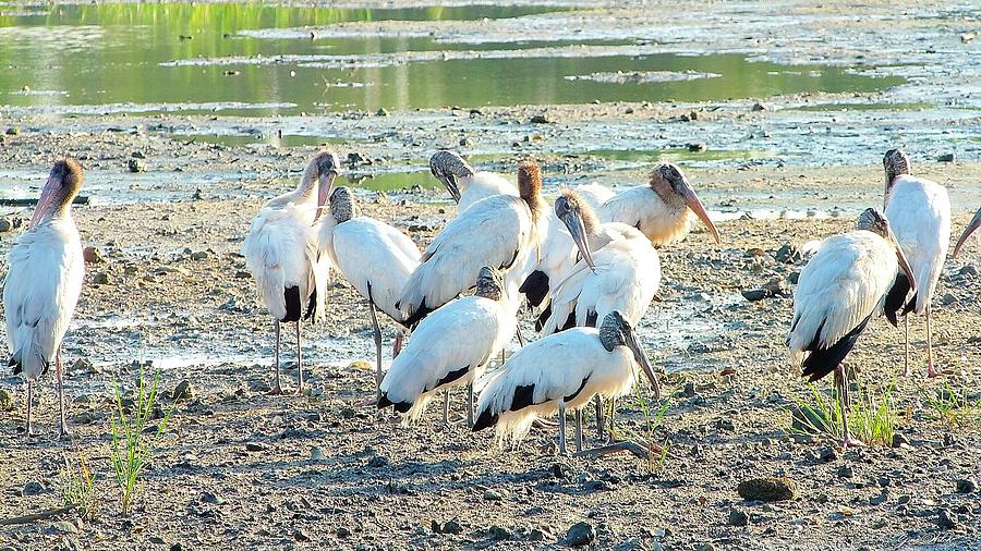 Wood Stork Haven Photograph by Gina Welch - Fine Art America