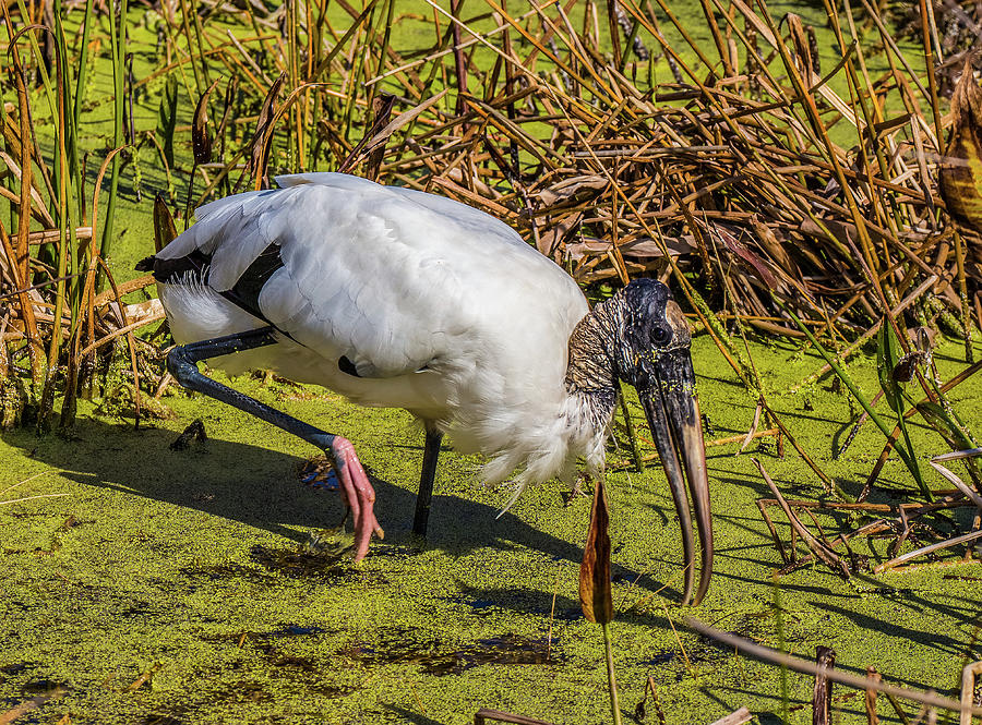 Wood Stork in Duck Weed Photograph by Richard Goldman