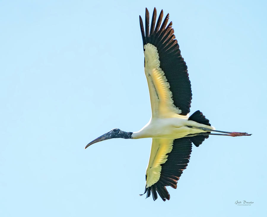 Wood Stork in Flight Photograph by Judi Dressler