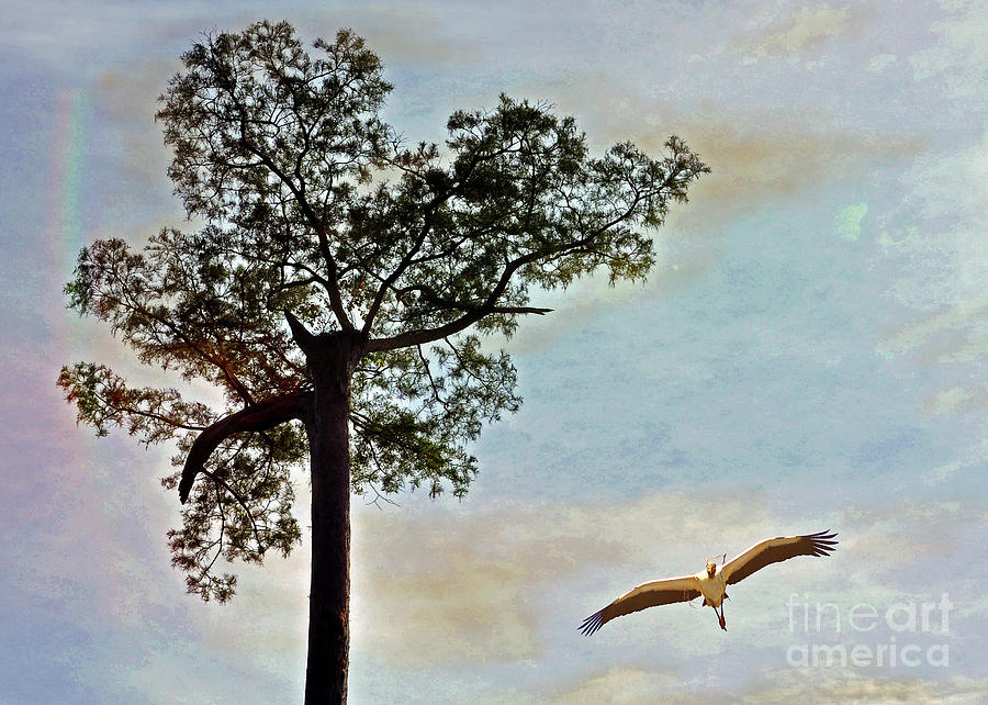 Wood Stork In Flight  Photograph by Lydia Holly