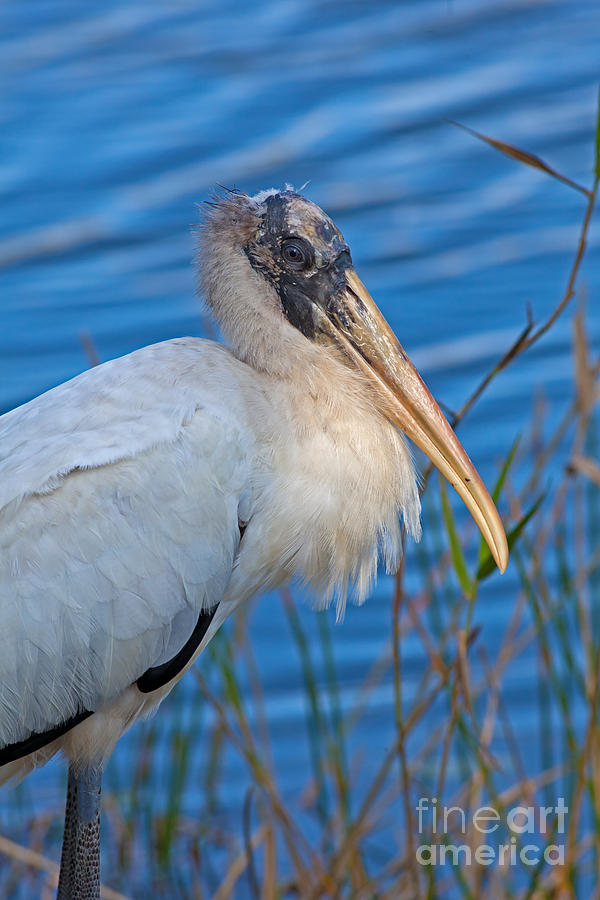 Wood Stork in Florida Photograph by Natural Focal Point Photography