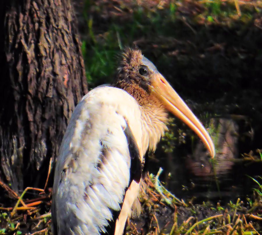 Wood Stork in Nature Photograph by Rosalie Scanlon