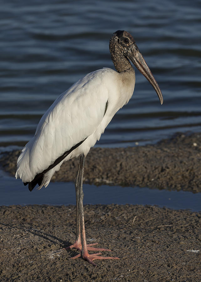 Wood Stork in the final light of day Photograph by David Watkins