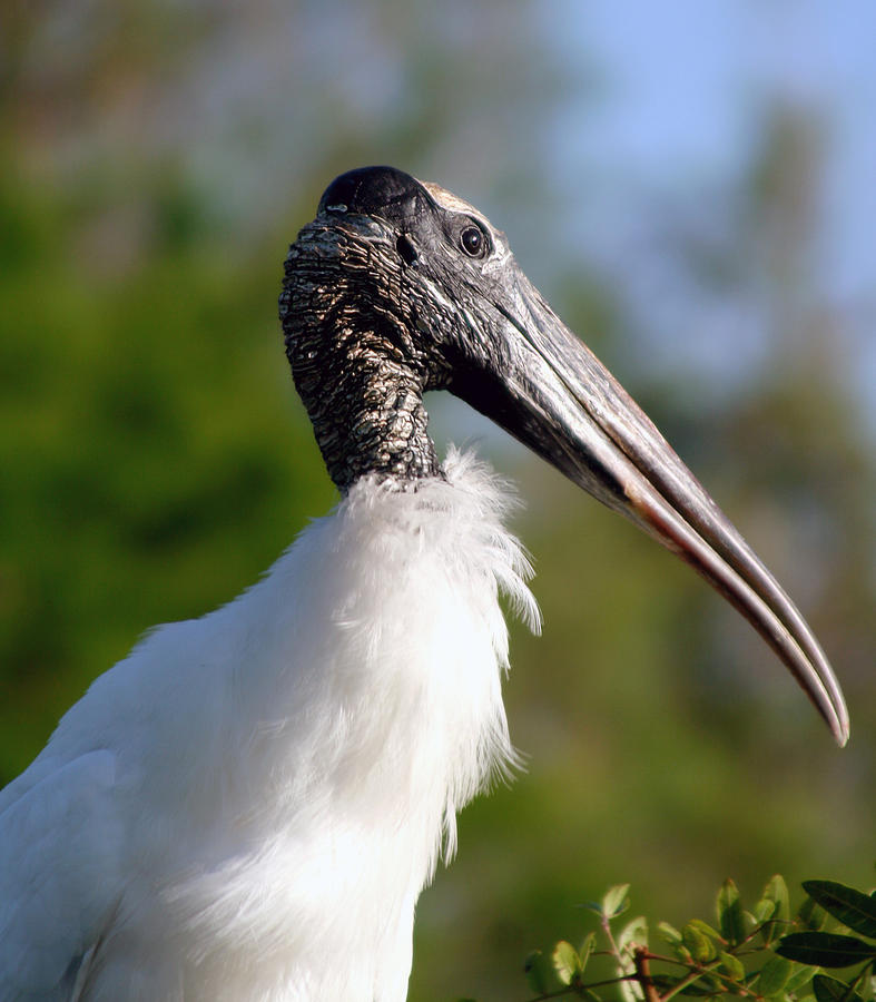 Wood Stork in the Sun Photograph by Barry Craft - Fine Art America