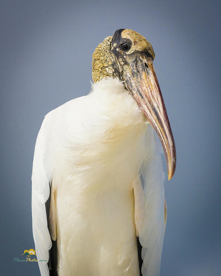 Wood Stork Photograph by Jim Thompson