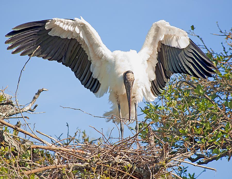 Wood Stork Landing Photograph by Kenneth Albin