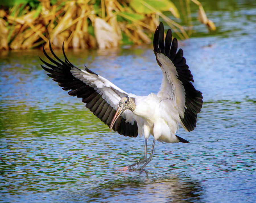 Wood Stork Landing Photograph by Mark Andrew Thomas