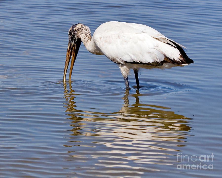 Nature Photograph - Wood Stork by Louise Heusinkveld