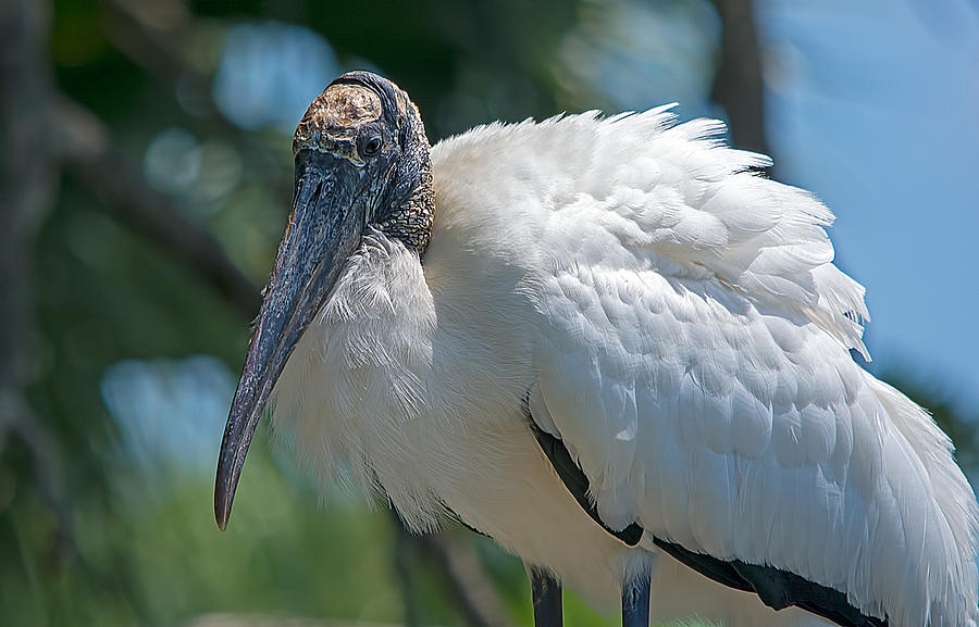 Wood Stork Mom Photograph by Kenneth Albin