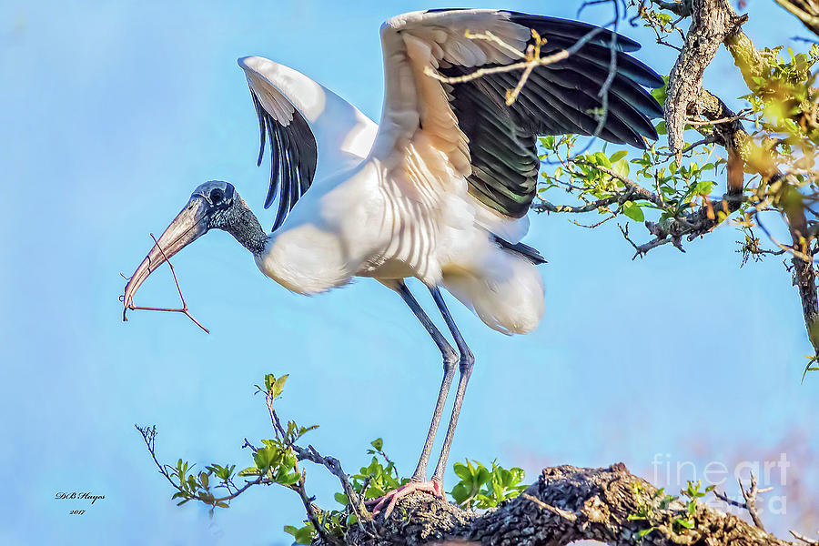 Wood Stork - Nest Builder Photograph by DB Hayes