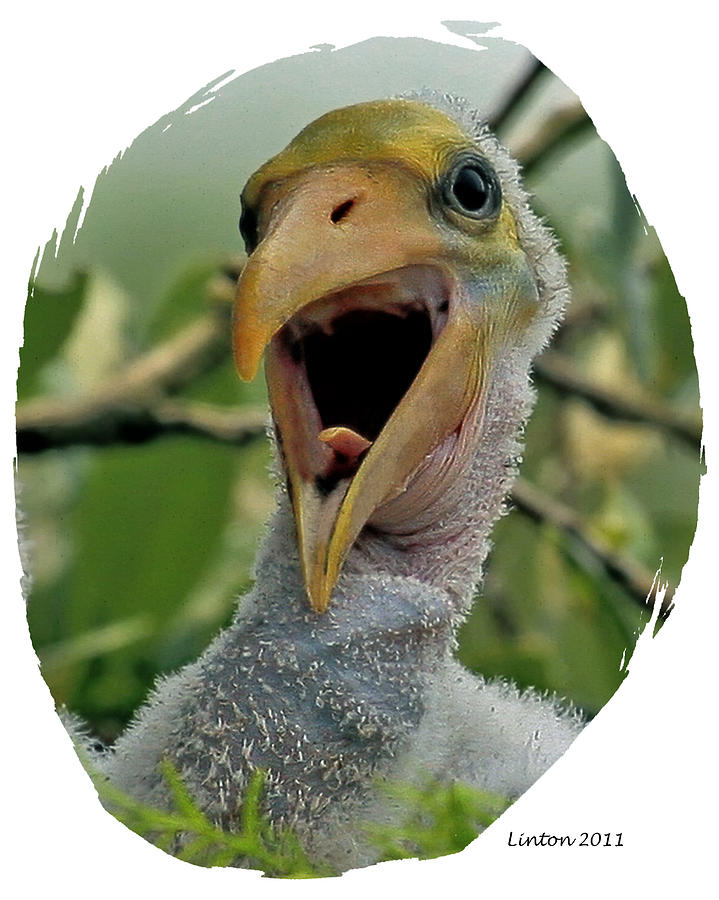 Stork Digital Art - Wood Stork Nestling by Larry Linton