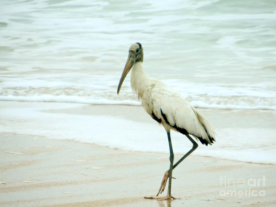 Wood Stork On The Beach Photograph by Tim Townsend