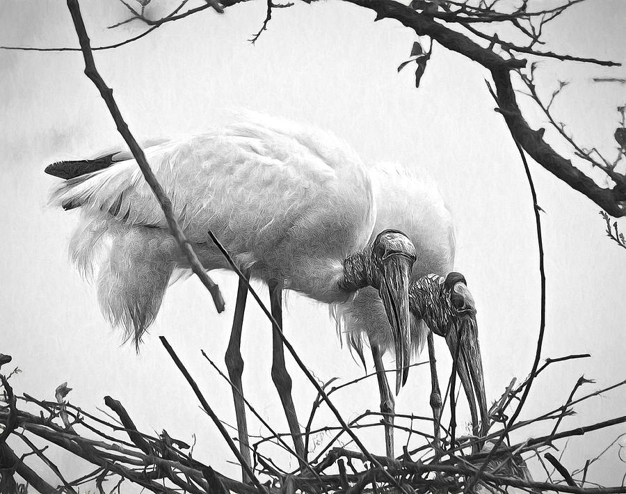 Wood Stork Pair Photograph by Alice Gipson