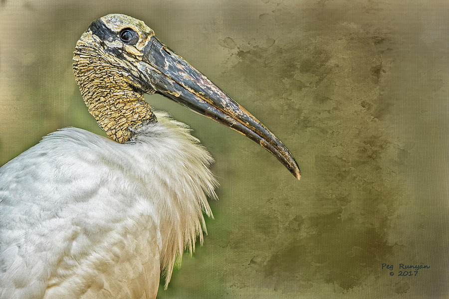 Wood Stork Photograph by Peg Runyan