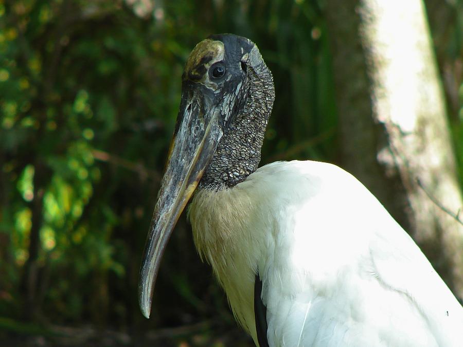 Wood Stork portrait Photograph by Carl Moore
