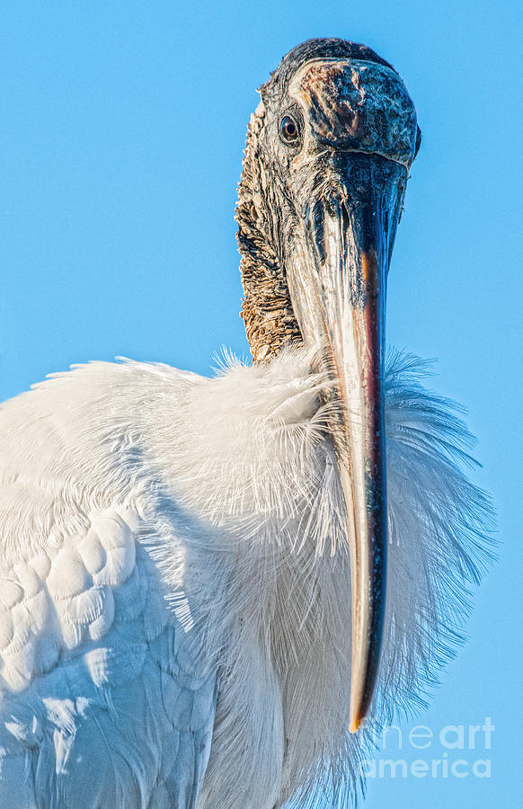 Wood Stork Portrait Photograph by Lisa Manifold