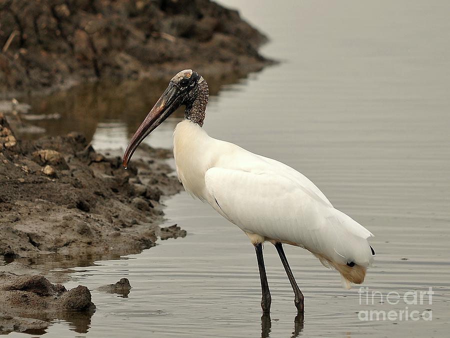 Stork Photograph - Wood Stork Pose by Al Powell Photography USA
