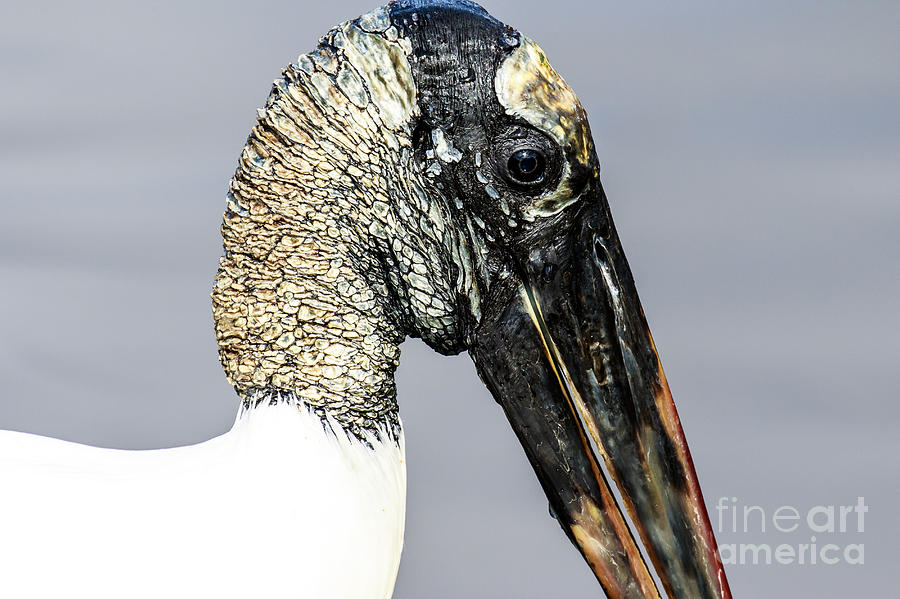 Wood Stork Profile Photograph by Ben Graham