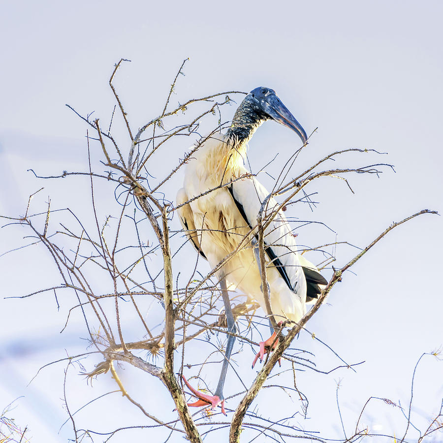 Wood Stork sitting in a tree Photograph by Framing Places