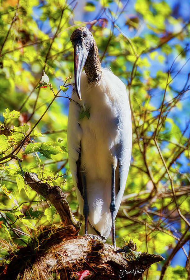 Wood Stork Stare by David A Lane Wood Stork Stare by David A Lane