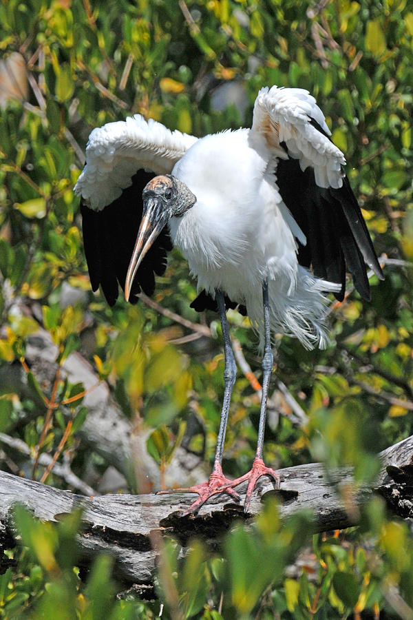 Stork Photograph - Wood Stork Stretching Wings by Alan Lenk