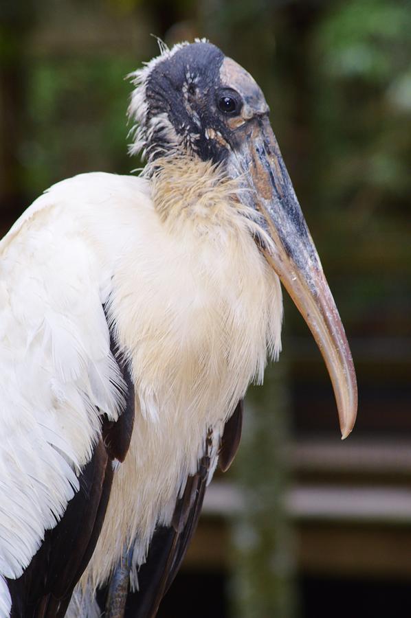 Wood Stork Photograph by Warren Thompson