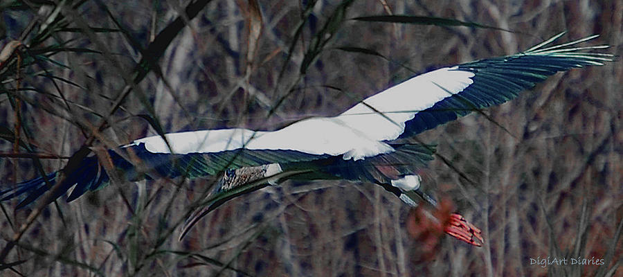 Heron Digital Art - Wood Stork Wing Span by DigiArt Diaries by Vicky B Fuller
