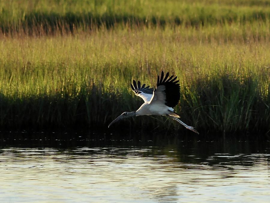 Stork Photograph - Wood Stork Winged Flight by Al Powell Photography USA