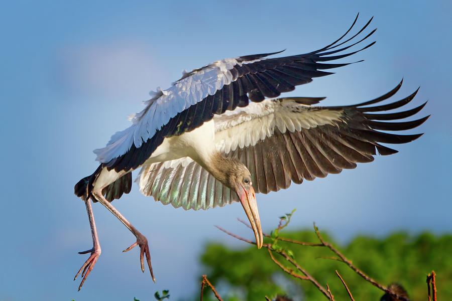 Wood Stork Wings Photograph by Mark Andrew Thomas