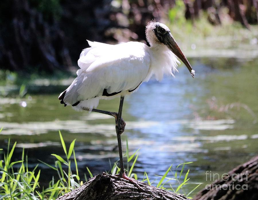 Wood Stork Yoga Photograph by Diann Fisher