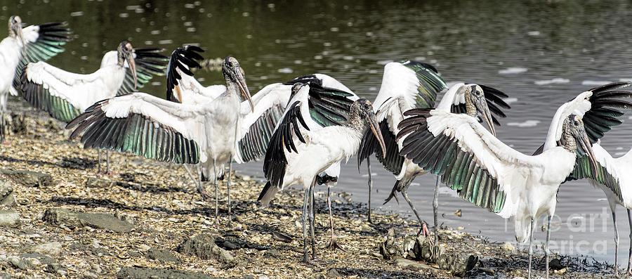 Wood Storks at Huntington Beach State Park Photograph by David Oppenheimer