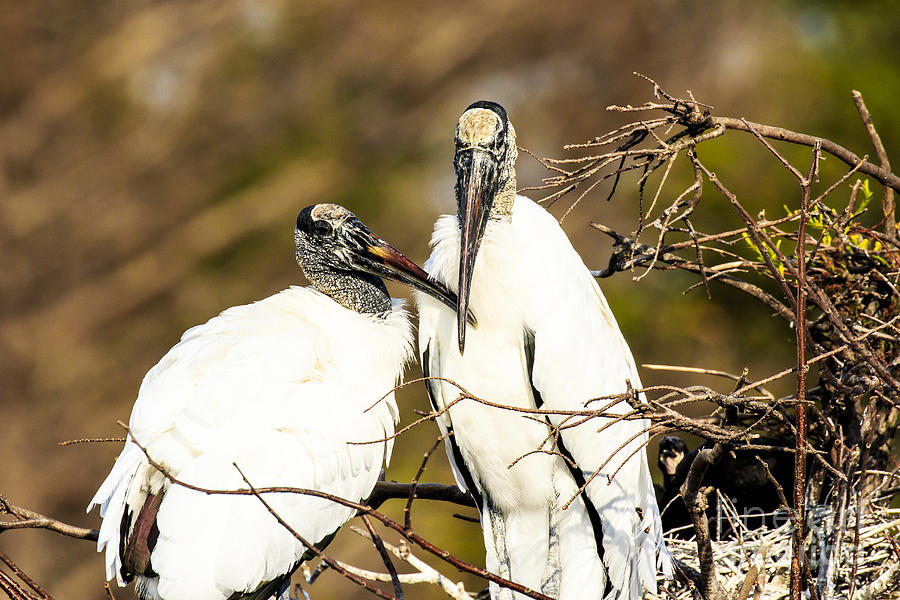 Wood Storks Photograph by Ben Graham