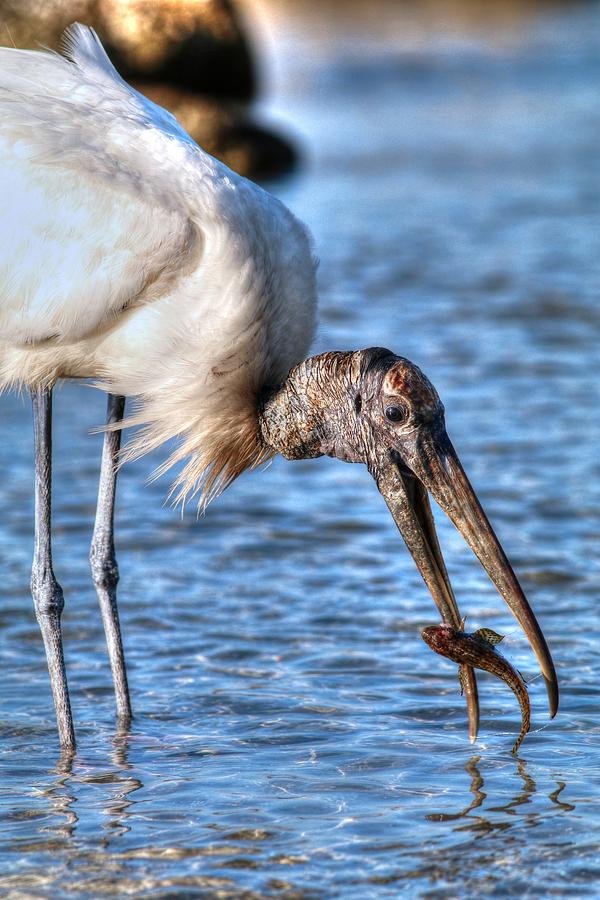 Wood Storks Breakfast Lunch And Dinner Photograph
