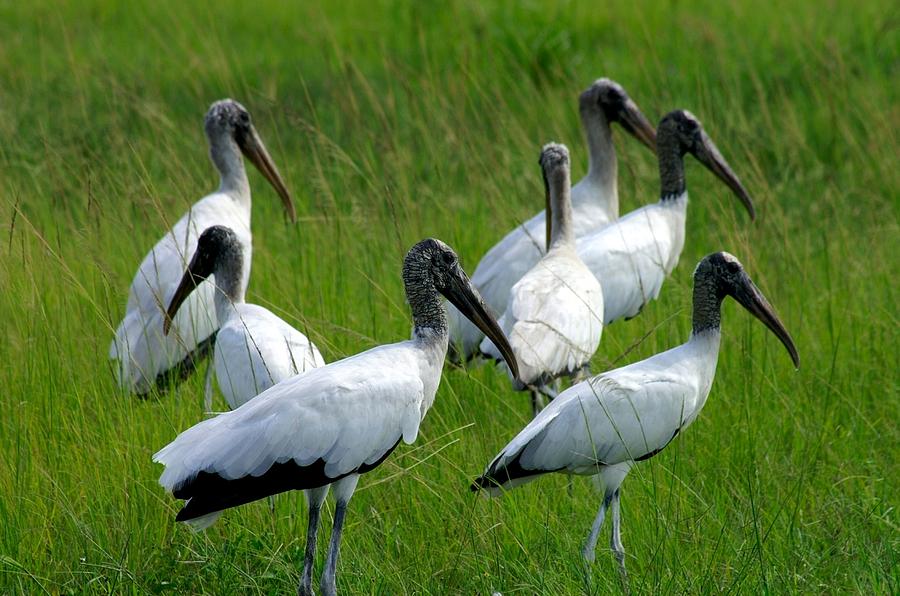 Wood Storks in Florida Photograph by Larry Allan - Fine Art America