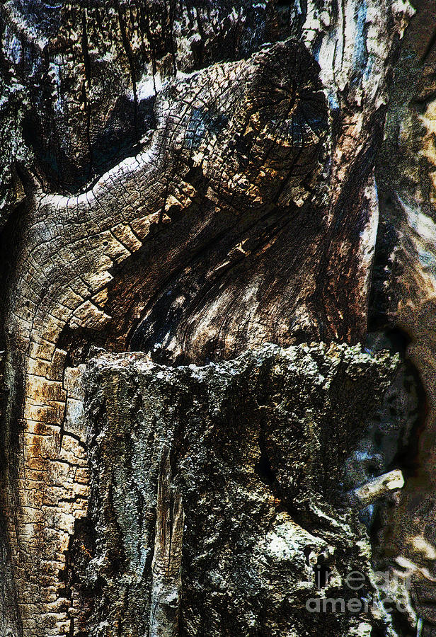 Wood Textures Photograph by Fred Lassmann
