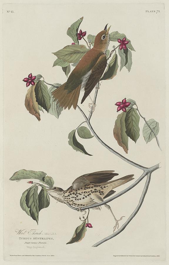 John James Audubon Drawing - Wood Thrush by Dreyer Wildlife Print Collections 