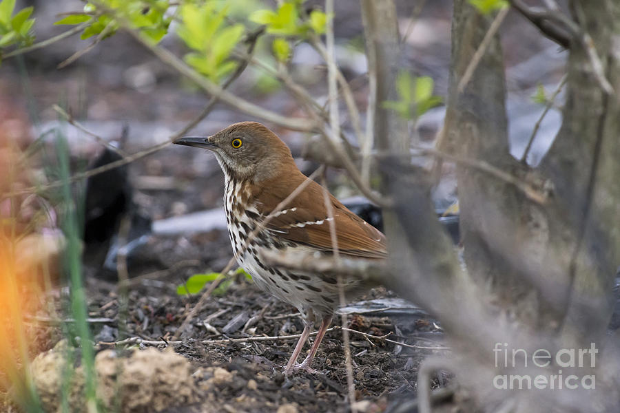 Wood Thrush on the forest floor Photograph by Dan Friend