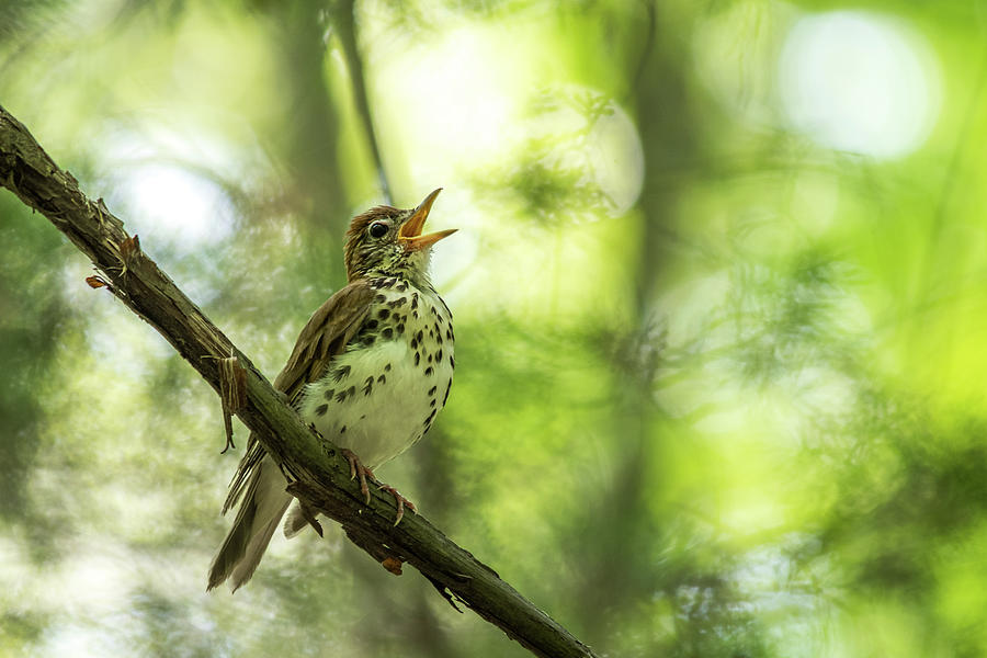 Wood Thrush Song Photograph By Darion Jackman Fine Art America