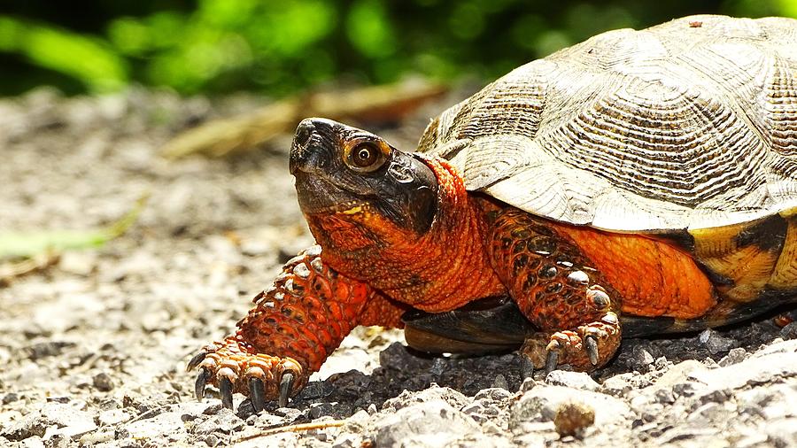 Wood Turtle Photograph by Steven Shaffer - Fine Art America