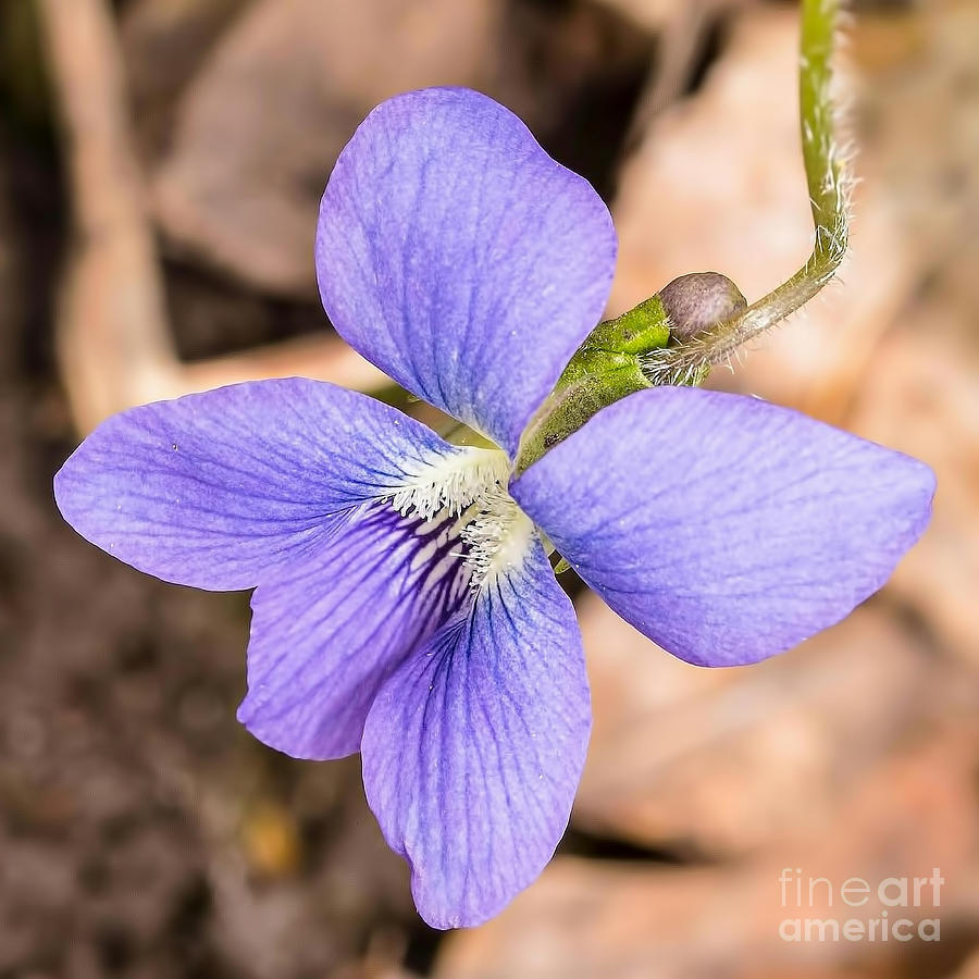 Wood Violet - Full View Photograph by Nikki Vig