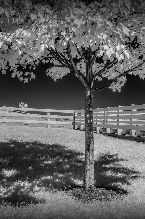 Wood White Fence with Tree in Infrared at the Country Dairy Farm Store Photograph by Randall Nyhof
